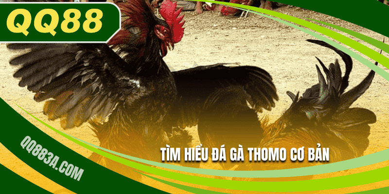 Tìm hiểu đá gà Thomo cơ bản