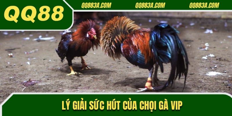 Lý giải sức hút của chọi gà VIP